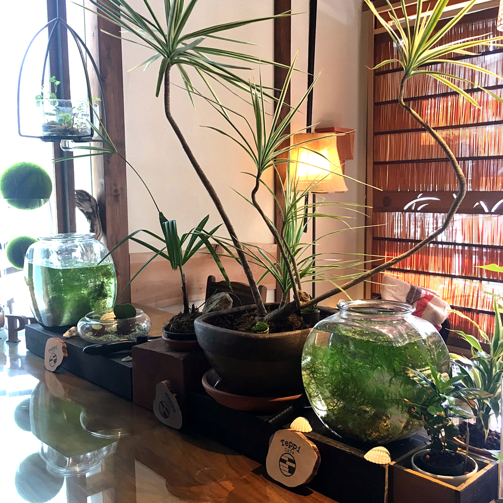 テッピカフェ内装 テーブル席と観葉植物